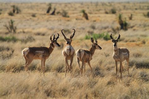 Pitchfork Ranch - south of Silver City New Mexico - Wildlife