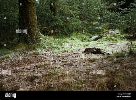 forest of bowland Stock Photo - Alamy