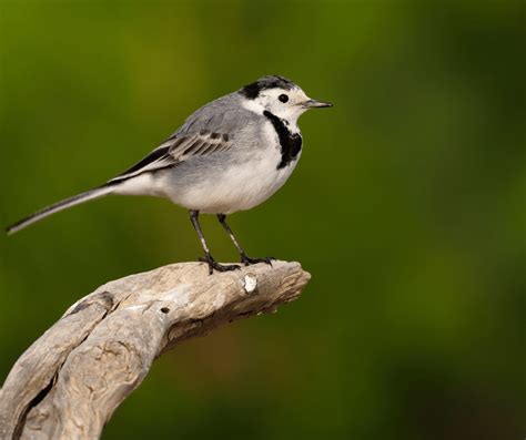 Mockingbird Symbolism: Meanings and Cultural Significance