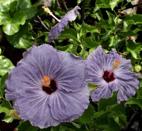 hibiscus "Blue Ballerina" | Tropical flower arrangements, Hibiscus flowers, Purple plants