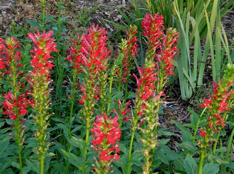 Lobelia cardinalis Cardinal flower Flaming cardinal red tubes cover spikes from July to ...