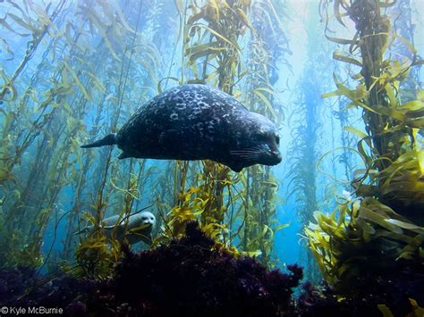 Underwater Photography in Kelp Forests