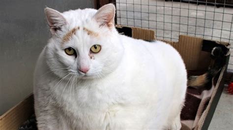 Bridgend: 'Extremely obese' cat who could 'barely walk' lost 4.5kg in a year in search of new ...