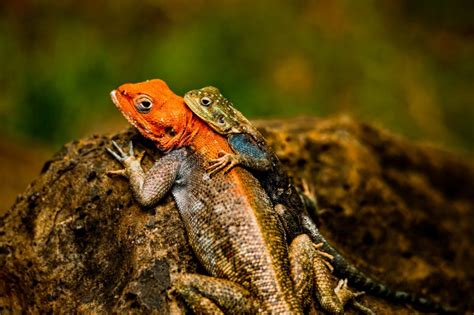 Uncovering the Fascinating World of Agama Lizards