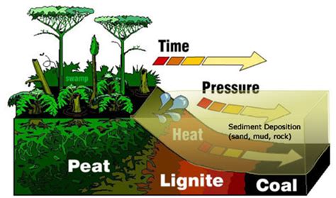 How Coal was formed? - GKToday