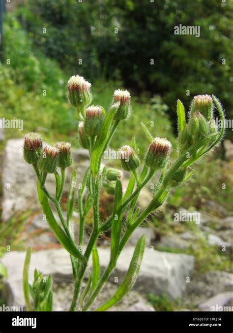 hairy fleabane, horse-weed, butter-weed, Canadian fleabane, South American conyza (Conyza ...