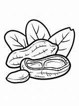 Nuts Coloring Pages  Best For Kids sketch template
