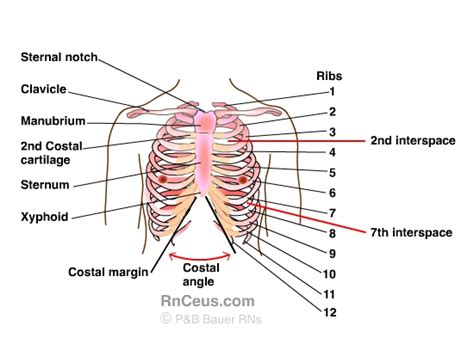 Intercostal Space Numbering