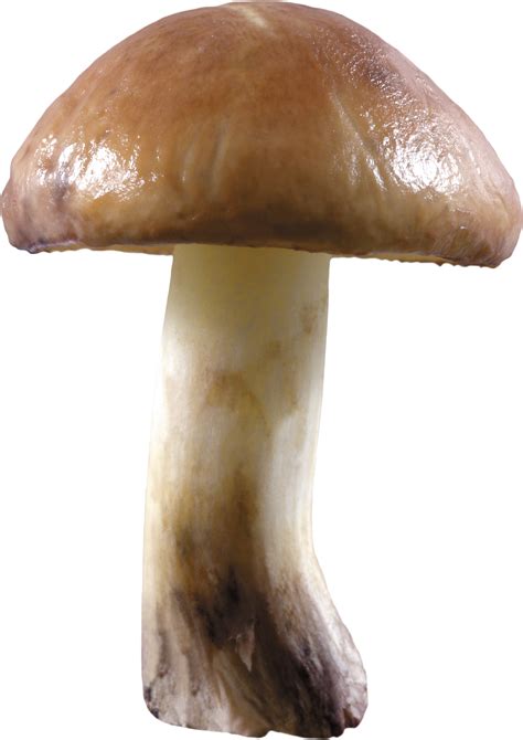 Mushroom PNG images, free Mushroom pictures PNG