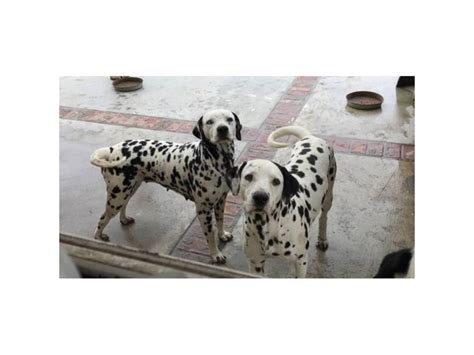 PUREBRED DALMATIAN PUPS Available For Sale Irvine - Puppies for Sale ...