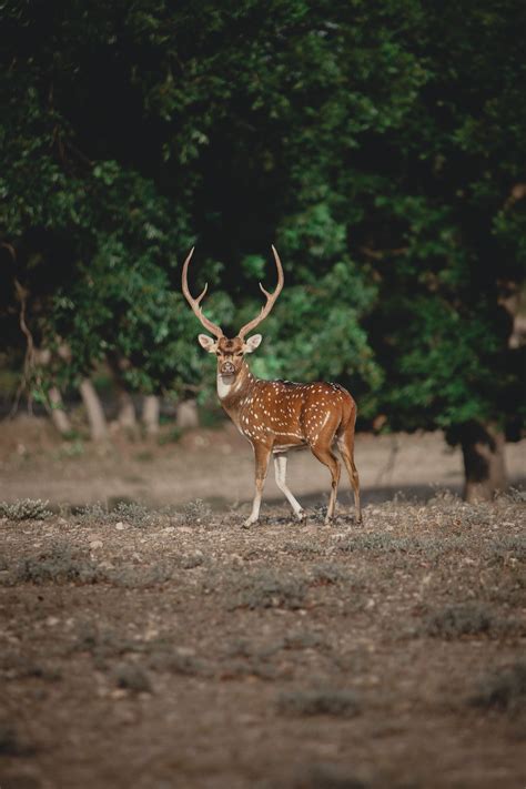 Axis Deer Rut Hunt | Hunting Trophy Axis Deer in Texas — Lazy CK Ranch