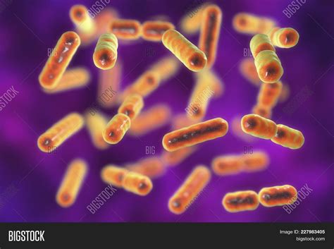 Bacteria Bacteroides Image & Photo (Free Trial) | Bigstock