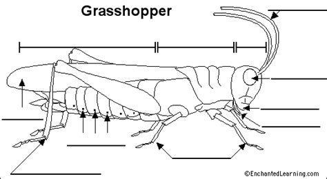 Label Grasshopper Anatomy Printout - EnchantedLearning.com | Science lessons, Homeschool science ...