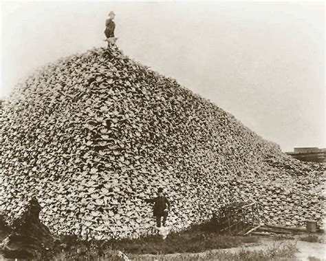 A large pile of American bison skulls at the Michigan Carbon Works, Detroit. ca. 1880s Due to ...