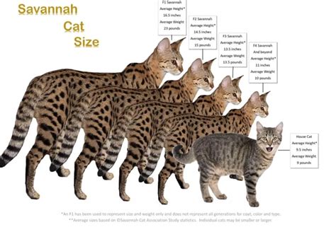 Savannah cat sizes – Artofit