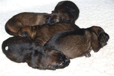 RCMP need names for puppies set to become police dogs | Globalnews.ca