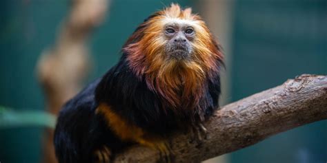 Golden Lion Tamarin Facts For Kids | Kids Matttroy