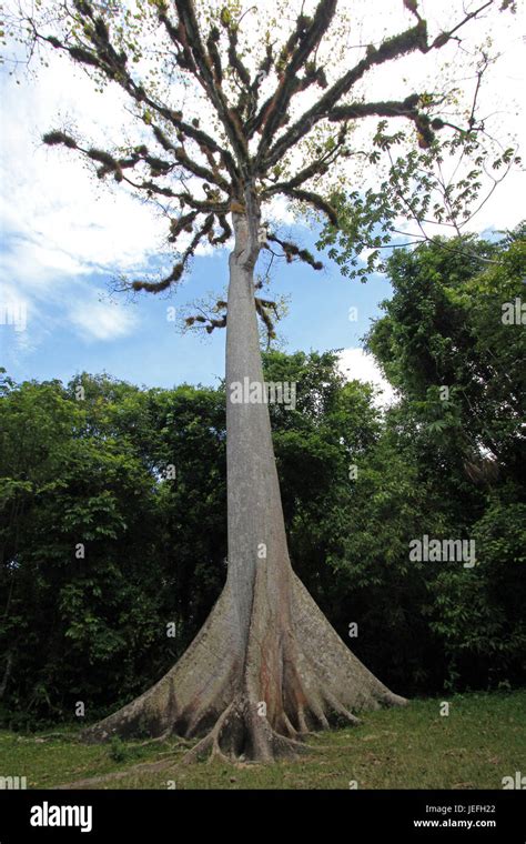 Giant Ceiba tree in Tikal, Guatemala Stock Photo - Alamy