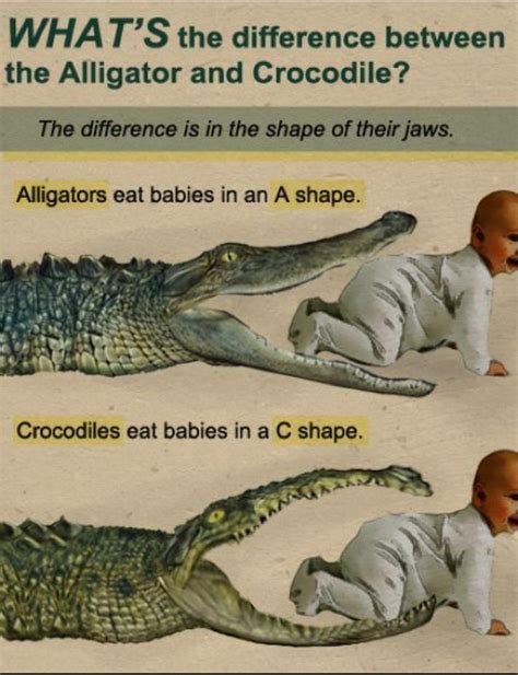 What's the difference between an alligator and a crocodile? : r/childfree