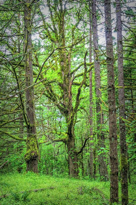 Snag Tree Photograph by Gerald Mettler | Pixels