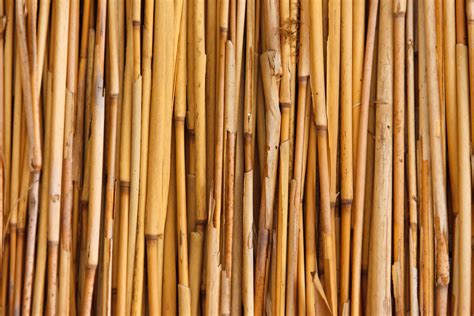 Bamboo Texture Free Stock Photo - Public Domain Pictures
