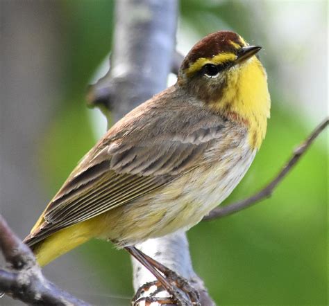 Palm Warbler Photograph by Paula Goodman - Fine Art America