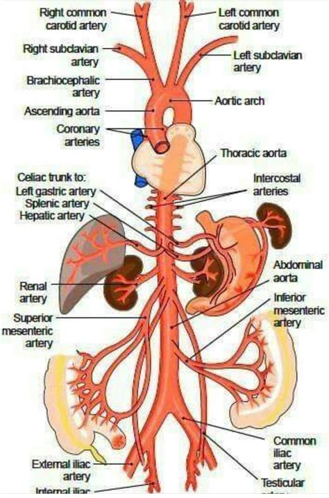 Arterial system | Anatomy and physiology, Physiology, Medical anatomy