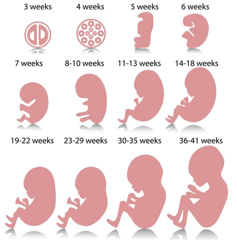 Conception, implantation or birth? When does life begin? | by Camila S. Espinoza | Medium