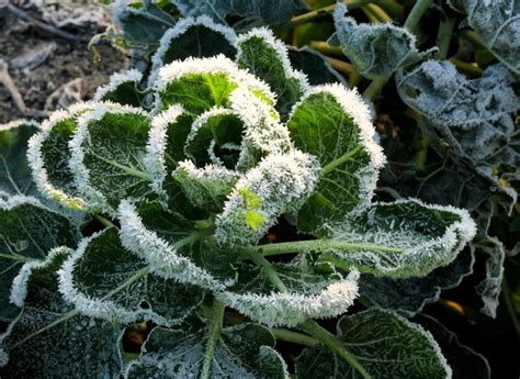 Winter Preparation | Portland Nursery