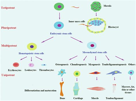 Totipotent cells defined, totipotent vs pluripotent vs multipotent stem cells