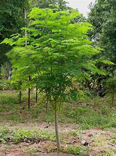 Tree of Life Seeds for Planting the Moringa Tree Easy to - Etsy Singapore