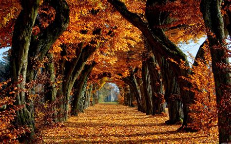 Autumn Trees HD Wallpapers - Wallpaper Cave