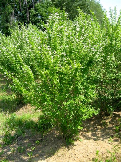 Ligustrum ovalifolium - Hickory Hollow Nursery and Garden Center