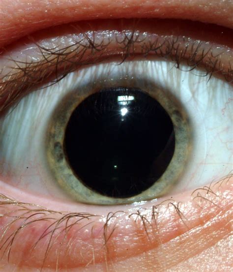 Pupil Dilation Reveals Sexual Orientation - Joe.My.God.