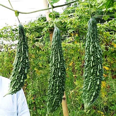 Karela Hybrid Bitter Gourd Seeds