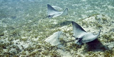 Spotted Eagle Ray Facts