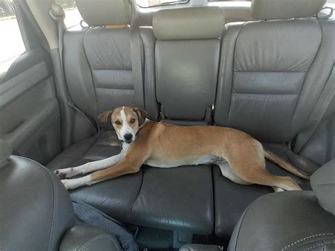 Best back seat driver ever : r/lookatmydog