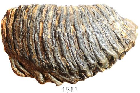 Large fossil woolly mammoth tooth (approx. 10,000 to 100,000 years old) from the North Sea. 3222 gr