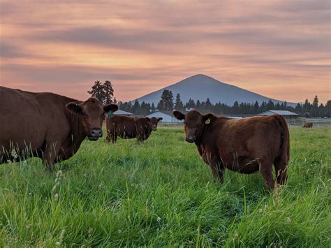 The Grass(fed) isn't Always Greener — Pole Creek Ranch