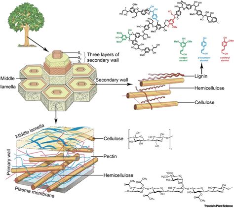 Plant Cell Wall Layers