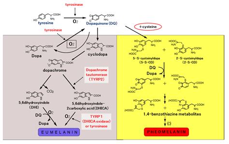 IJMS | Free Full-Text | Elucidation of Melanogenesis Cascade for ...