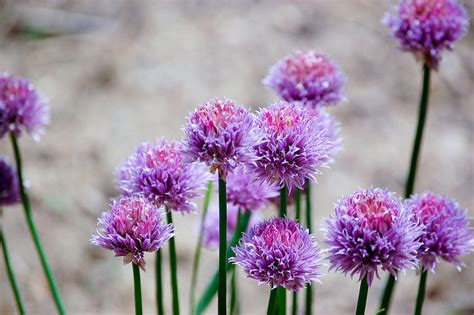 Chives | Diseases and Pests, Description, Uses, Propagation