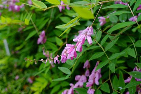 How to Grow and Care for Indigo Plants | Gardener’s Path