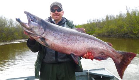 Alaska King Salmon - Alaska Fishing Guide | Fishtale River Guides