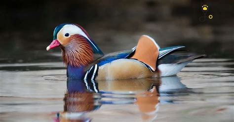 How To Take Care Of Mandarin Ducks|