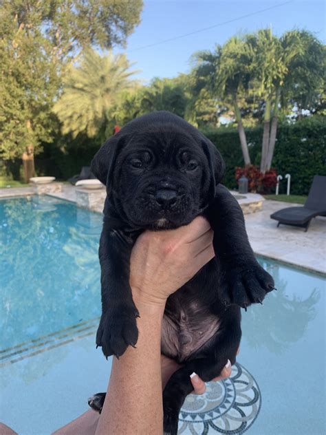 Cane Corso Puppies For Sale | Miami, FL #308992 | Petzlover