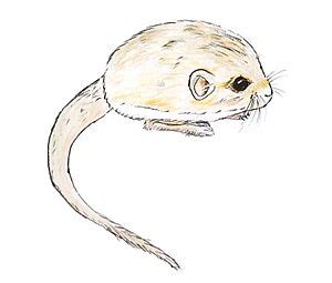 Thick-tailed pygmy jerboa Facts for Kids