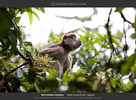 Kibale NP Wildlife Photos – Images & Pictures of Kibale National Park