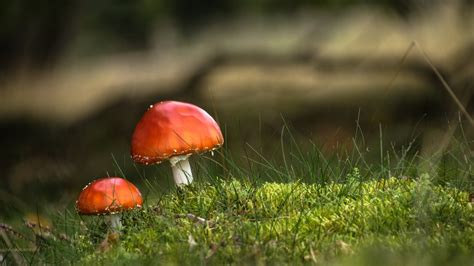 nature, Landscape, Mushroom, Depth Of Field, Closeup, Macro, Grass, Moss, Field Wallpapers HD ...