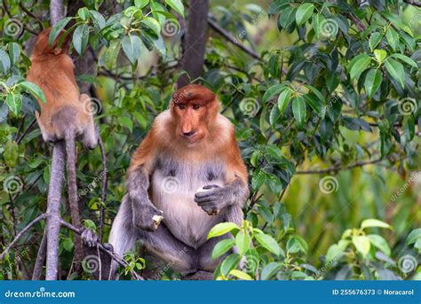 Female Of Proboscis Monkey Royalty-Free Stock Photography ...